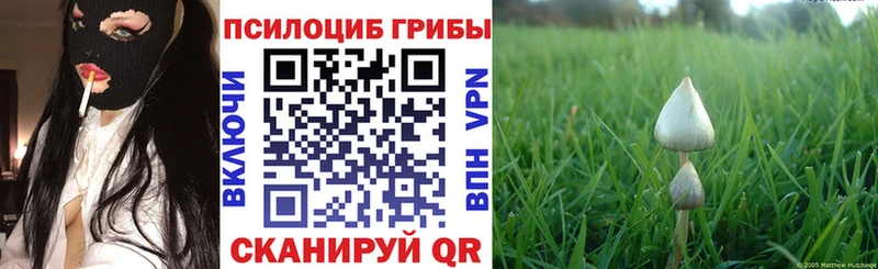 наркошоп  Суджа  Галлюциногенные грибы GOLDEN TEACHER 
